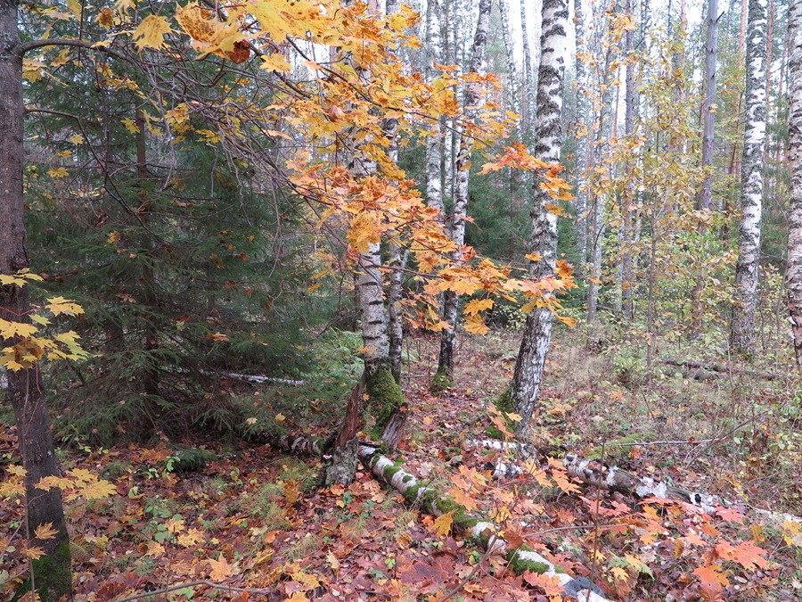 Жёлтая листва в осеннем лесу